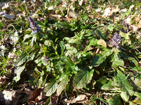 Ajuga pyramidalis